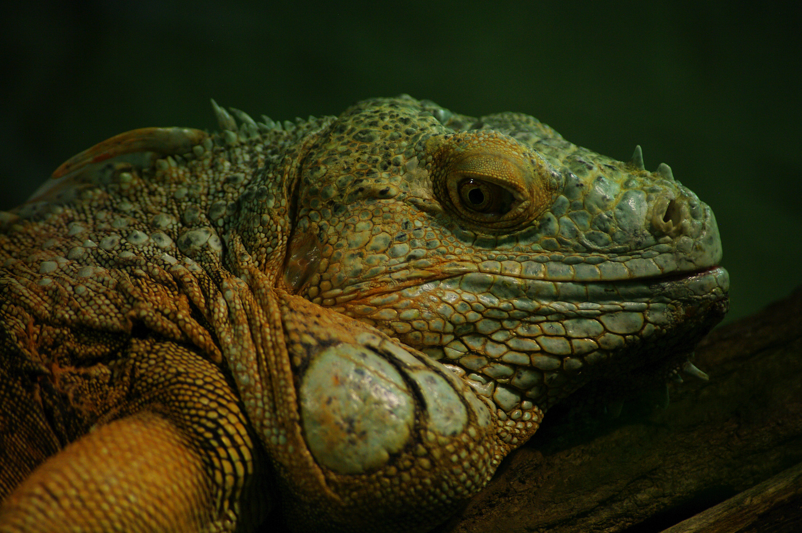 Gros lézard  (Iguana iguana, iguane vert) 