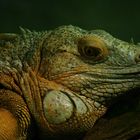 Gros lézard  (Iguana iguana, iguane vert) 