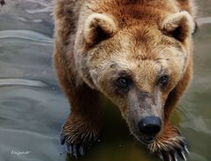 Gros nounours 