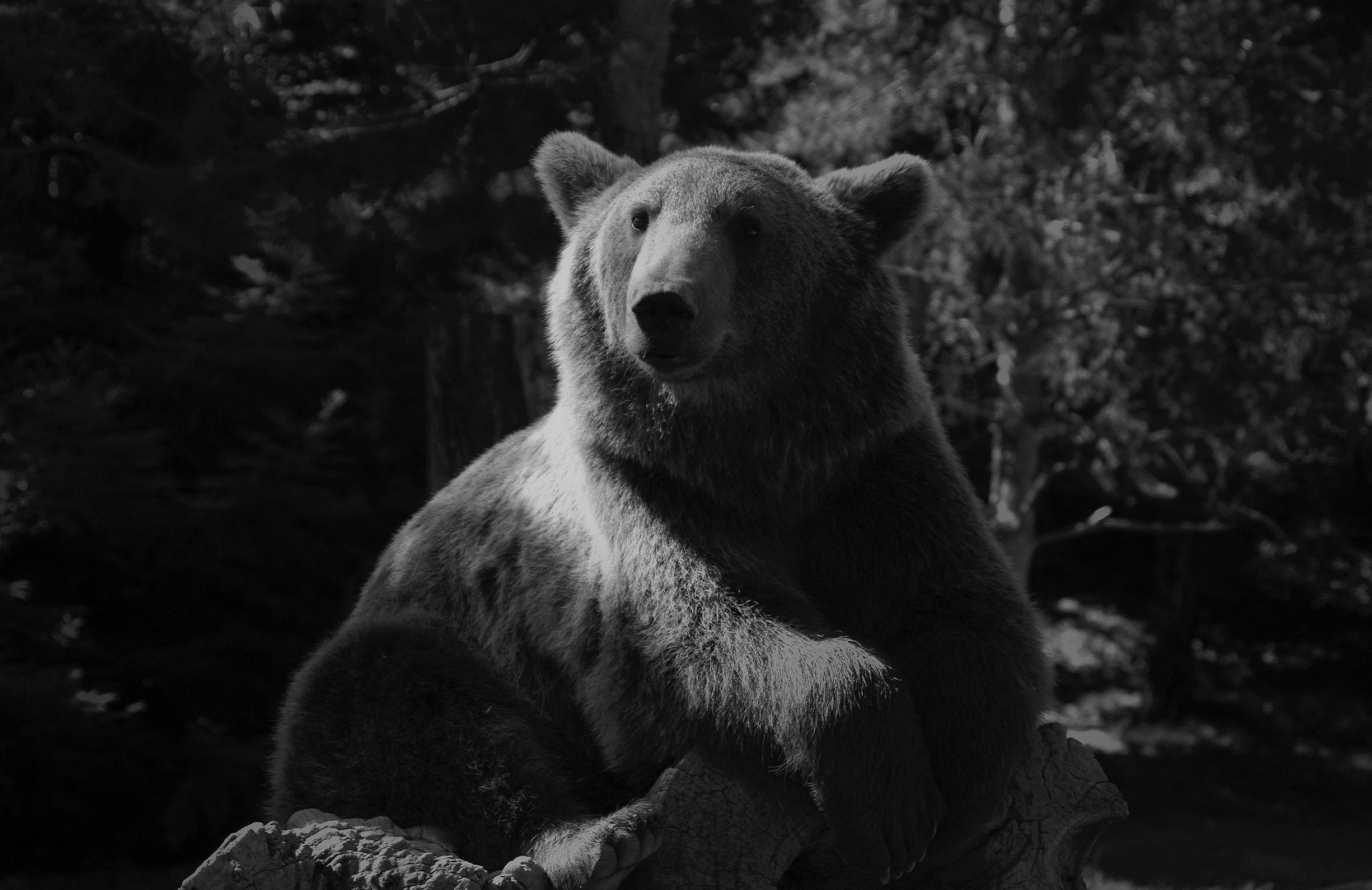 Gros nounours ado.