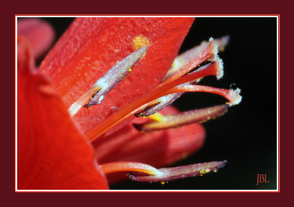 Gros plan d'une fleur de crocosmia