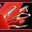 Gros plan d'une fleur de crocosmia