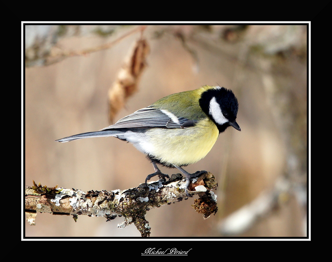 gros plan "Mésange charbonniere"