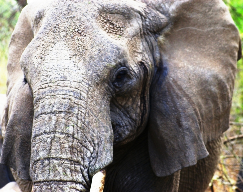 Gros plan sur l'éléphant.