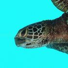Gros plan sur tortue verte  --  Chelonia Midas  --  Nahaufnahme einer grünen Meeresschildkröte