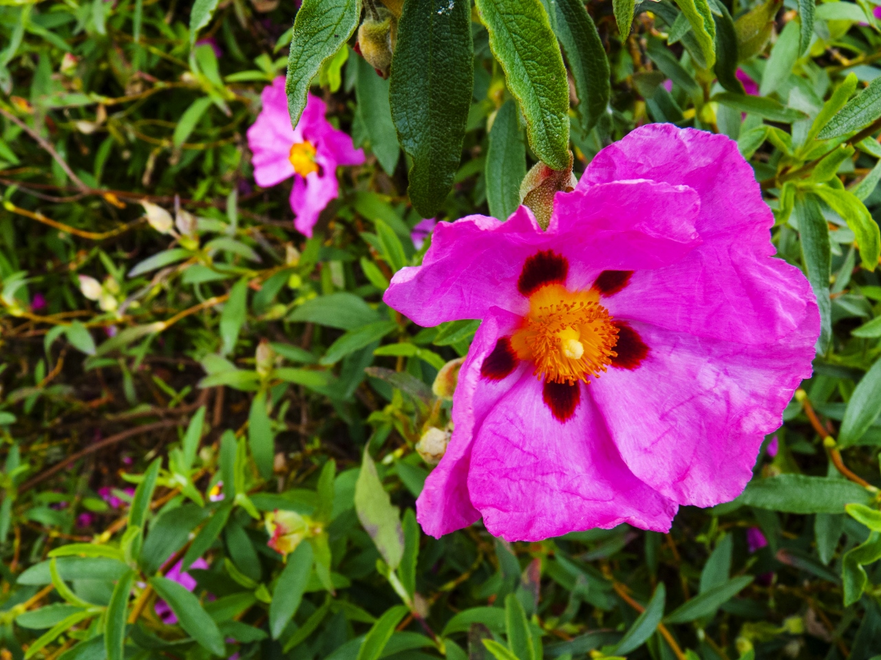 Gros plan sur une fleur dont je ne connais pas le nom