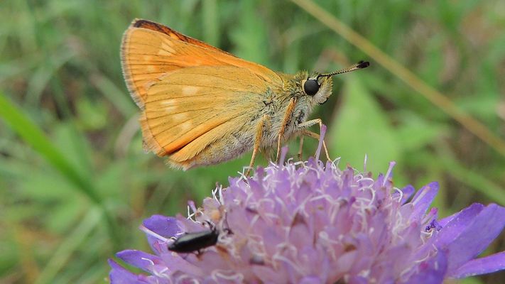 Gros plan sur une Sylvaine