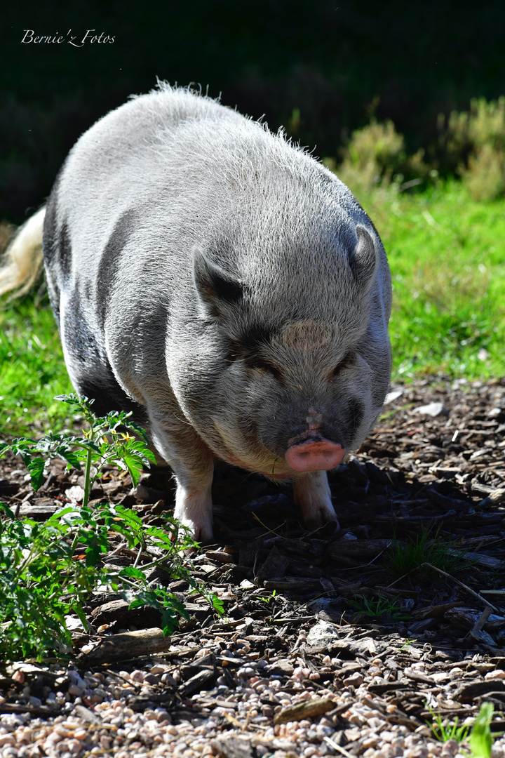 Gros porc