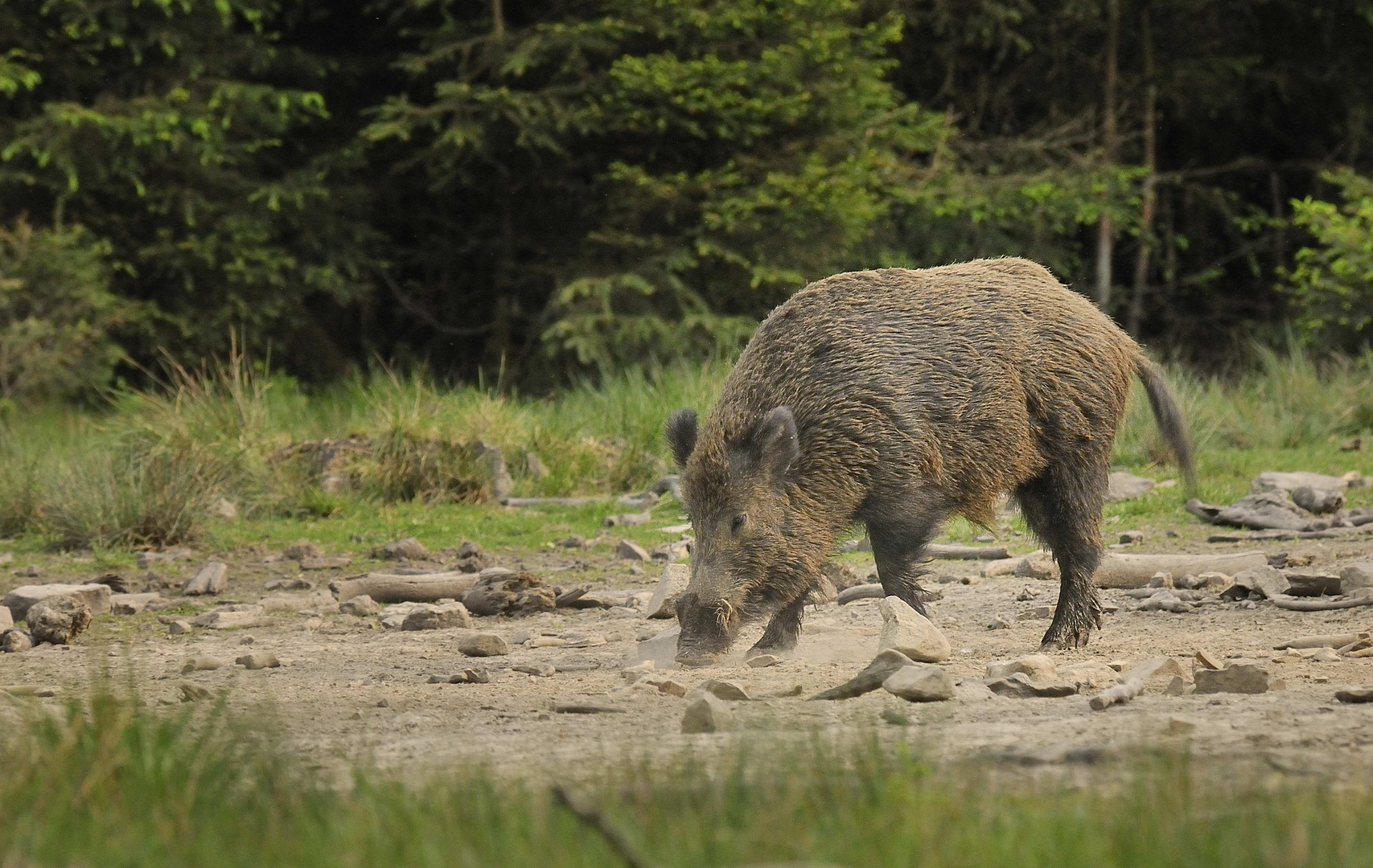 Gros sanglier mâle