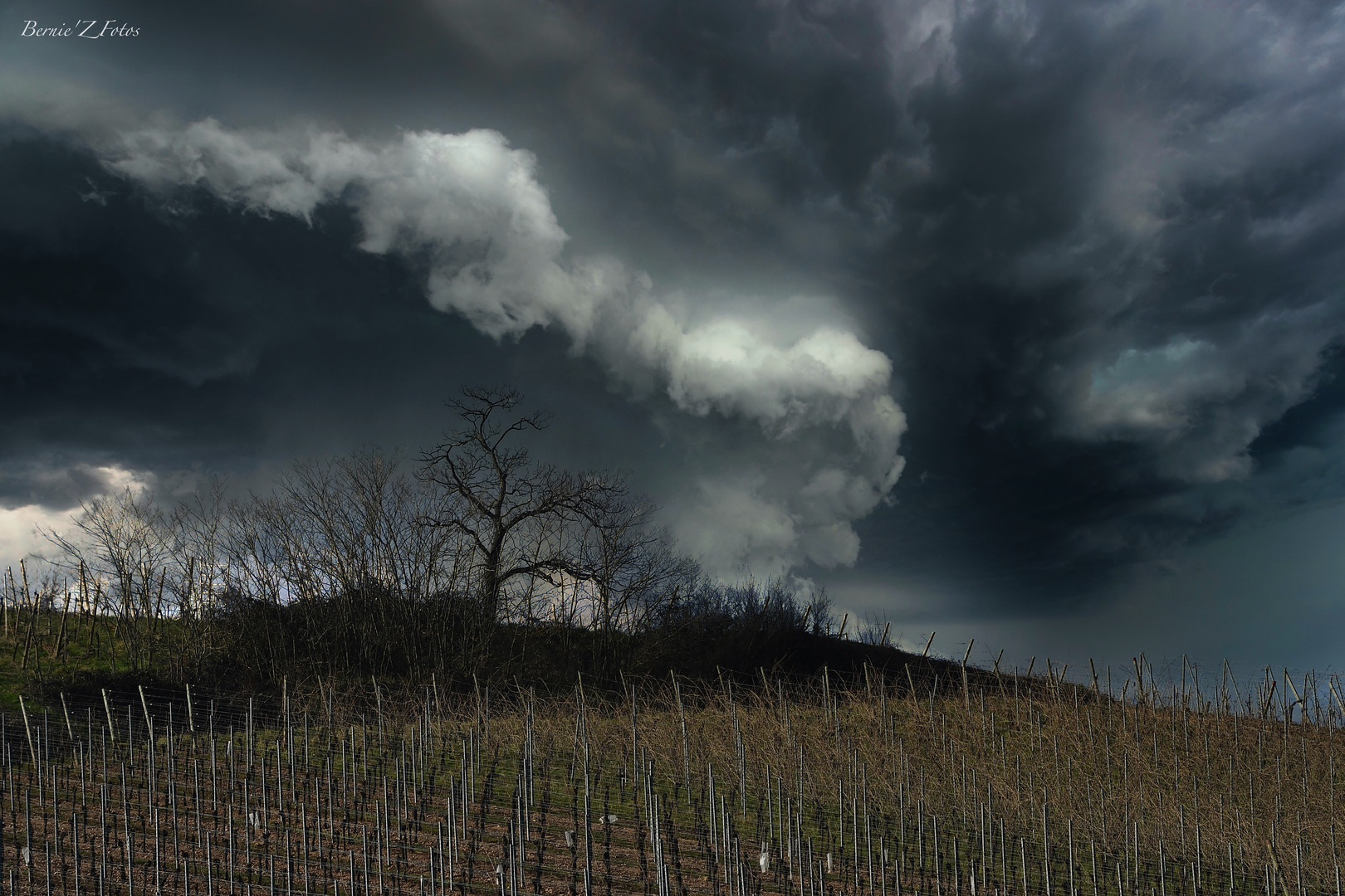 Gros temps sur le vignoble