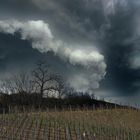 Gros temps sur le vignoble