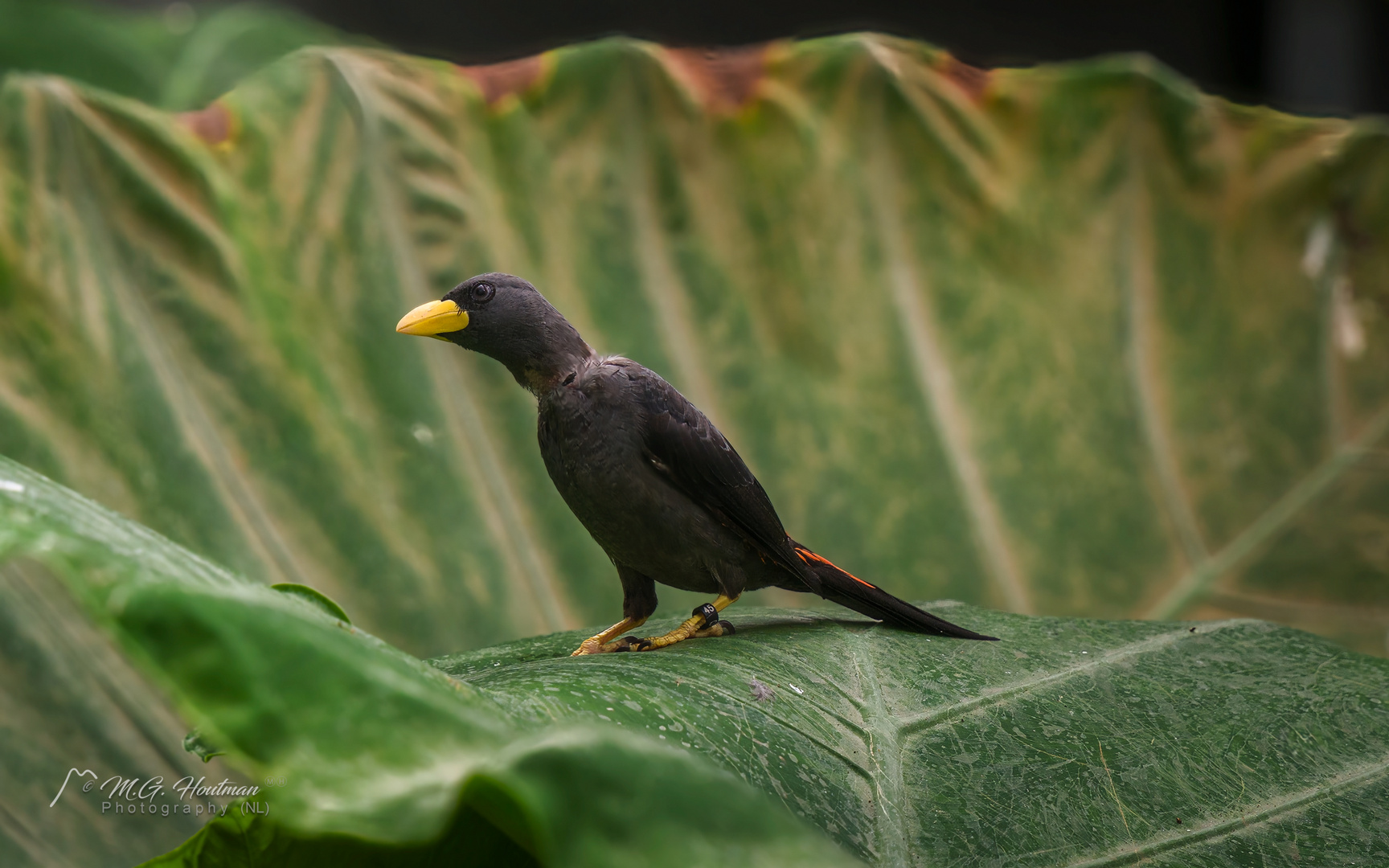 Grosbeak starling (Scissirostrum dubium)