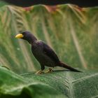 Grosbeak starling (Scissirostrum dubium)