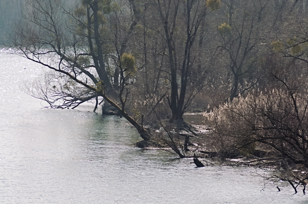 Groschenwasser im Vorfrühling