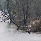 Groschenwasser im Vorfrühling