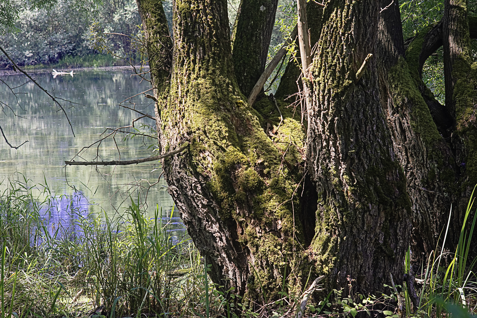 Groschenwasser-Weiden II