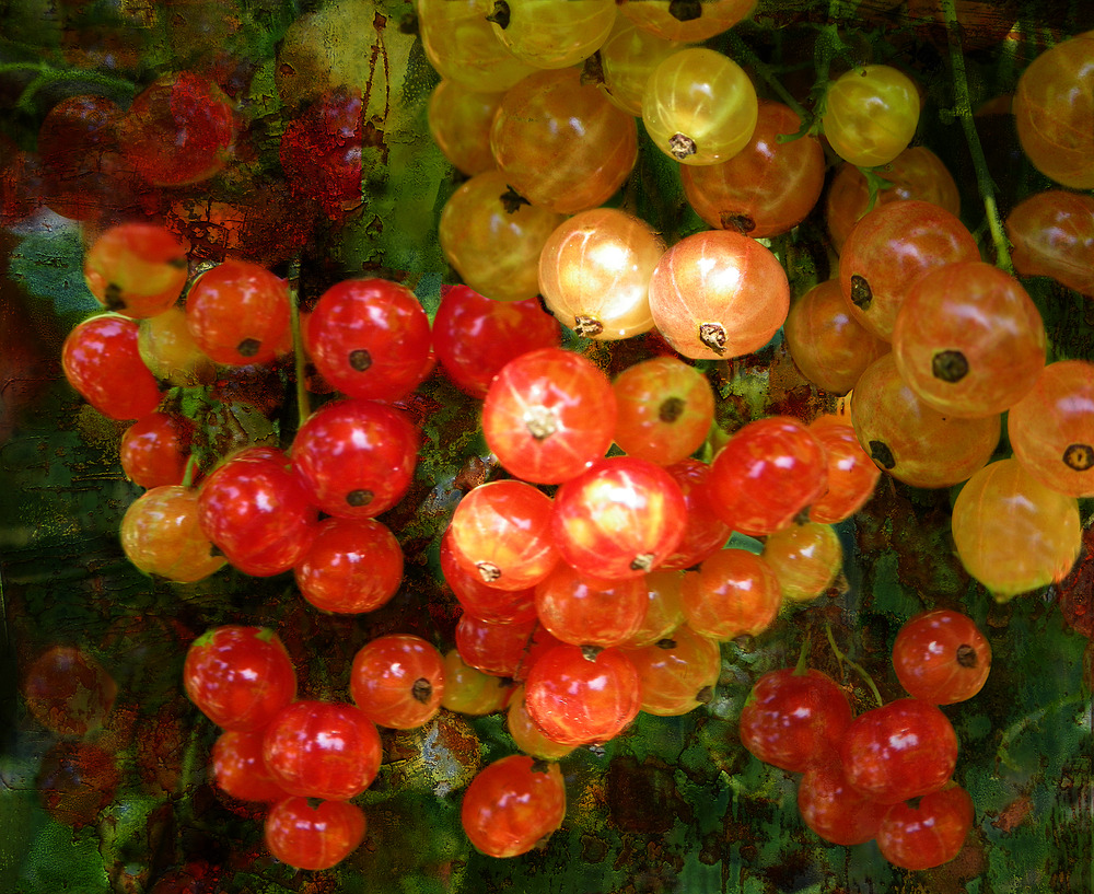 Groseilles rouges et blanches