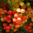 Groseilles rouges et blanches