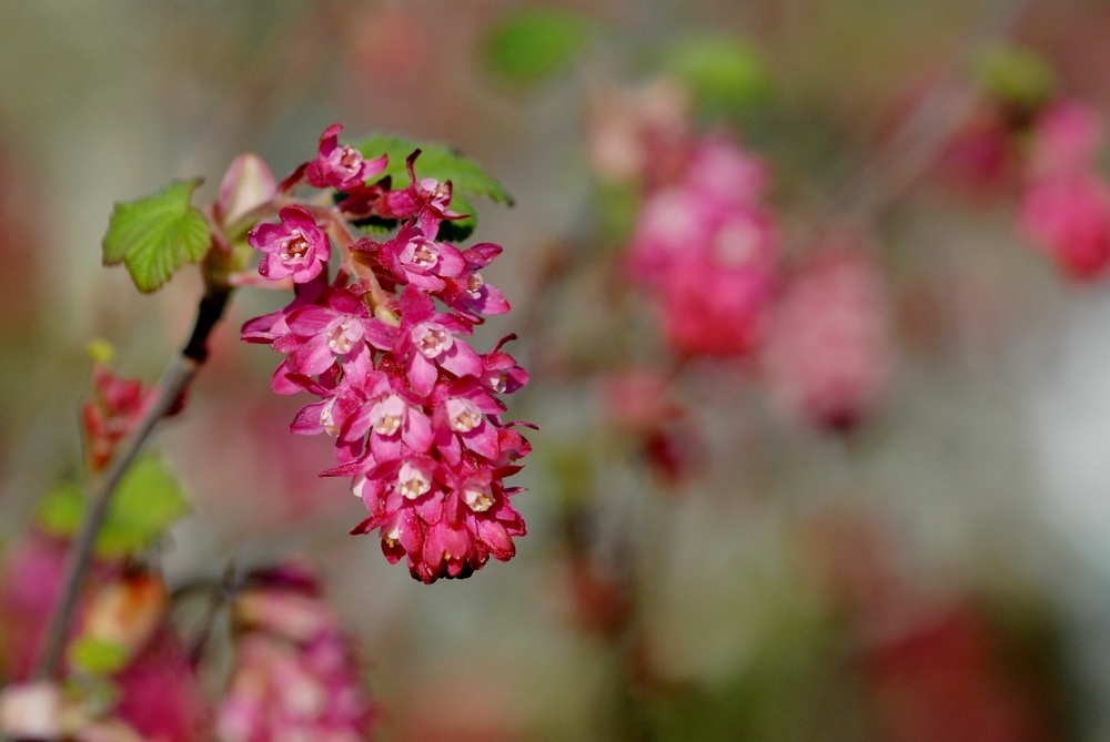 Groseillier à fleurs