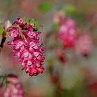 Groseillier à fleurs