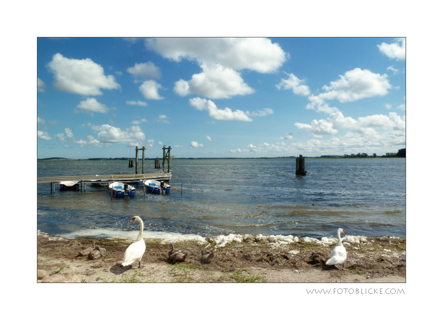 Groß Familie Schwan