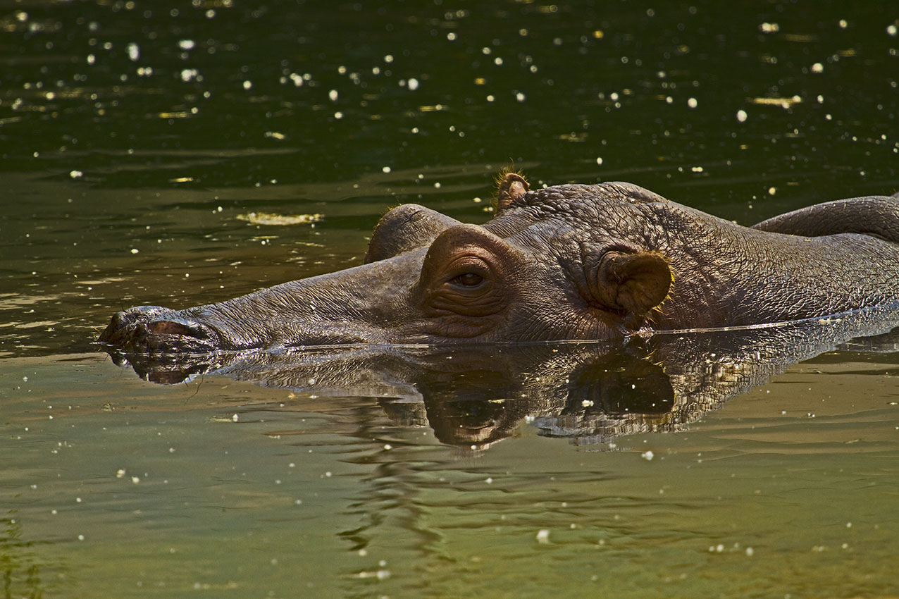 (Gross) Flusspferd