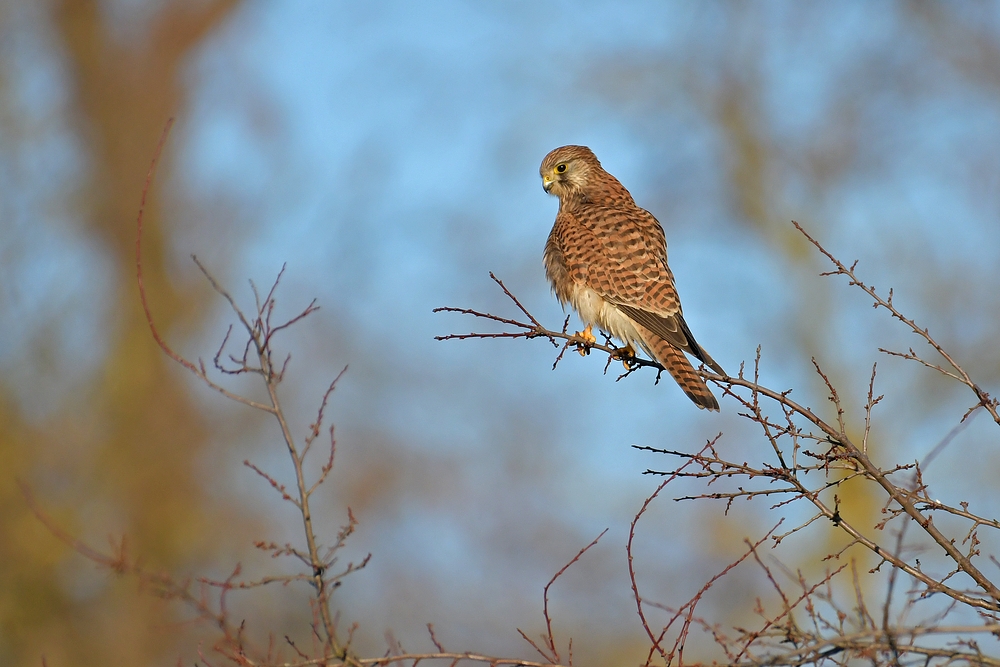 Groß – Gerau: Die Turmfalkin 01