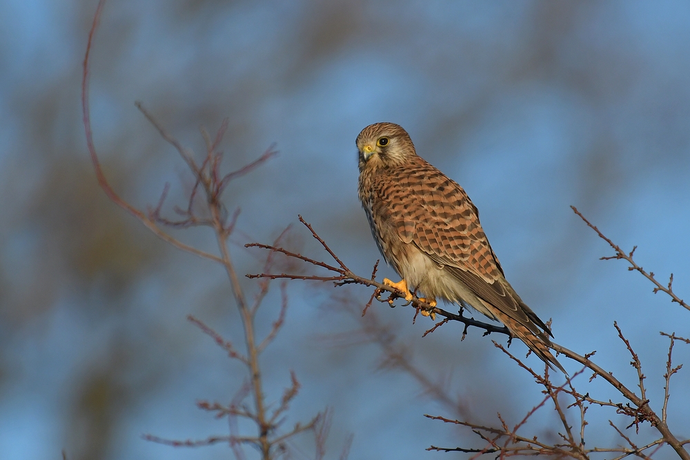 Groß – Gerau: Die Turmfalkin 05