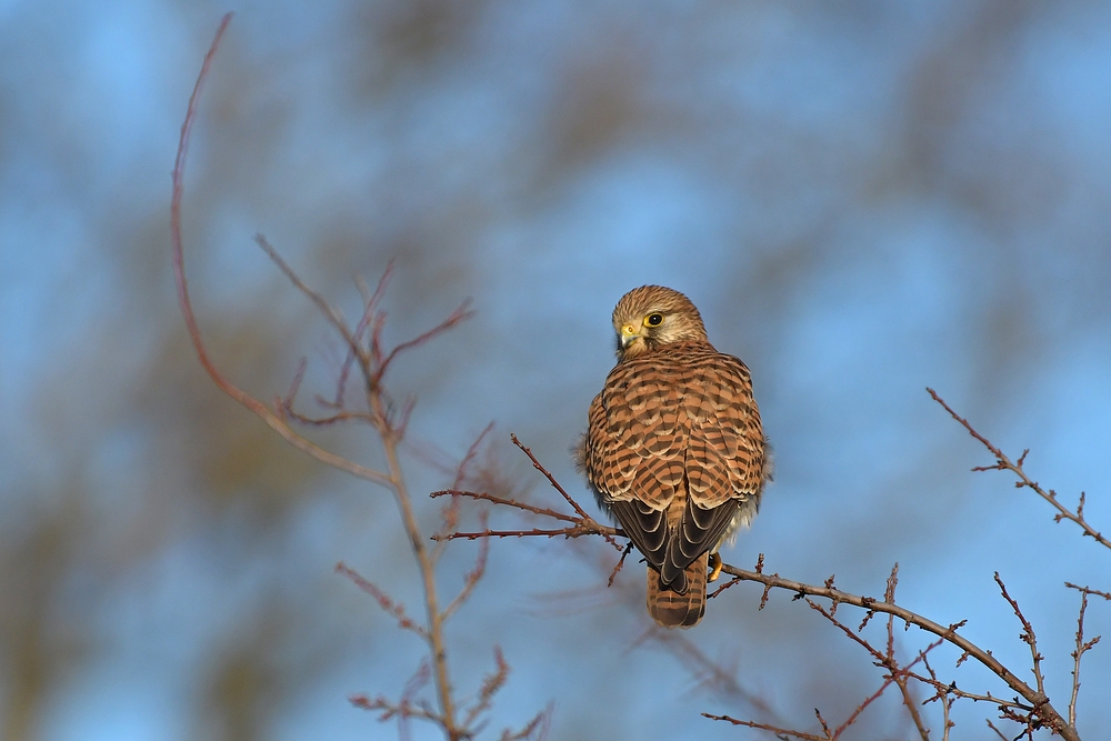 Groß – Gerau: Die Turmfalkin 07