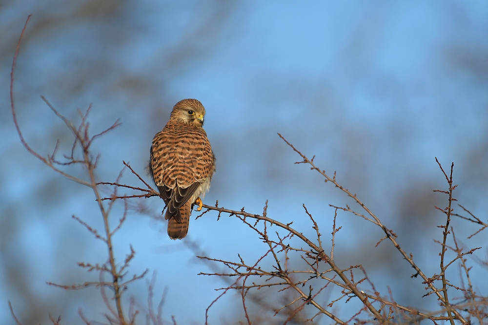 Groß – Gerau: Die Turmfalkin 08