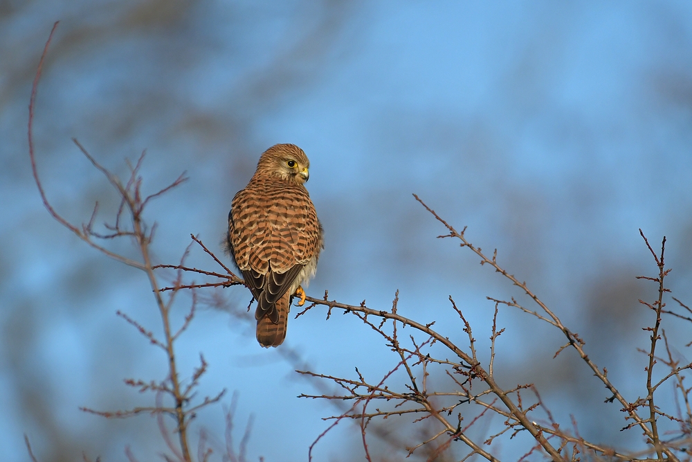 Groß – Gerau: Die Turmfalkin 10