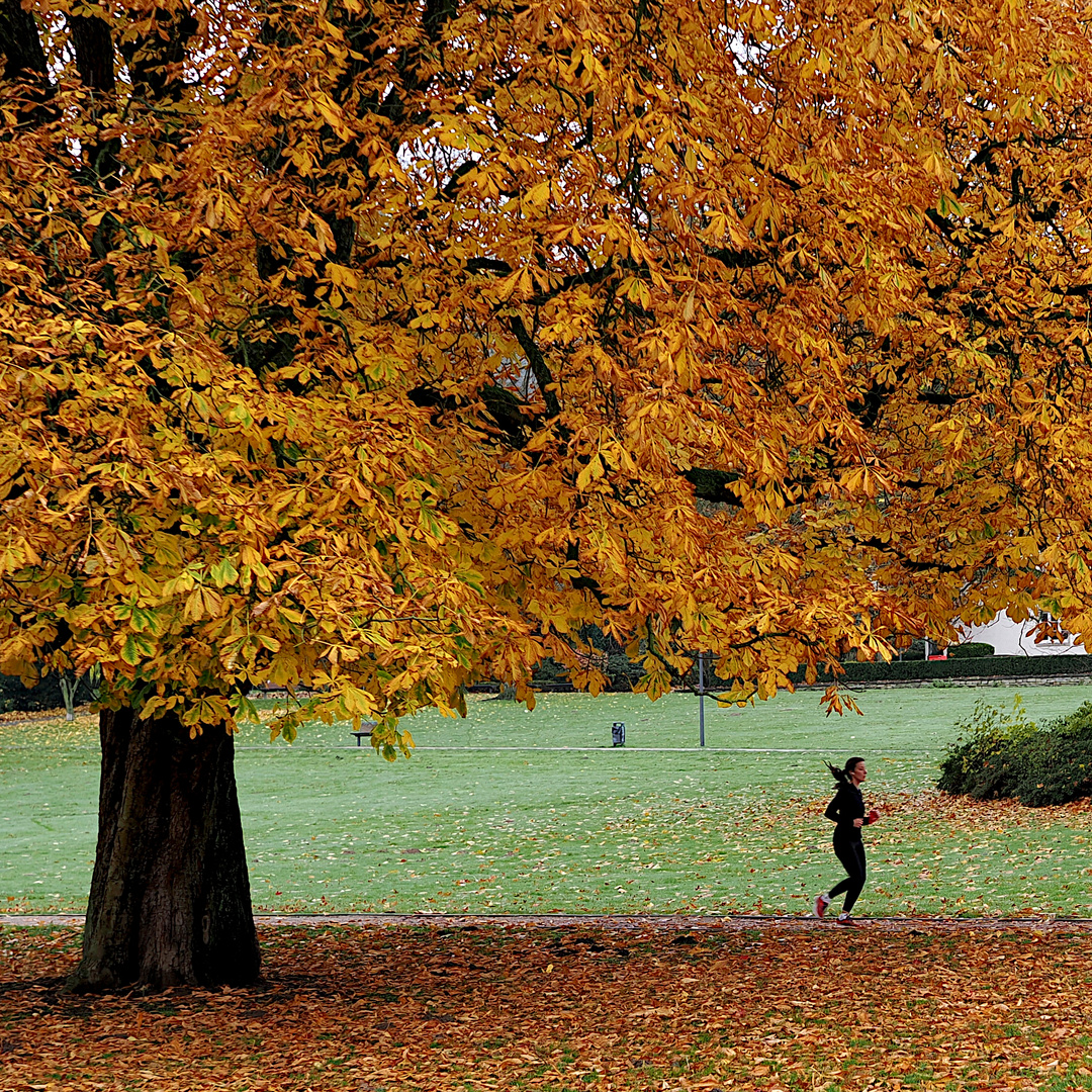 Groß ist der Baum, klein der Mensch.