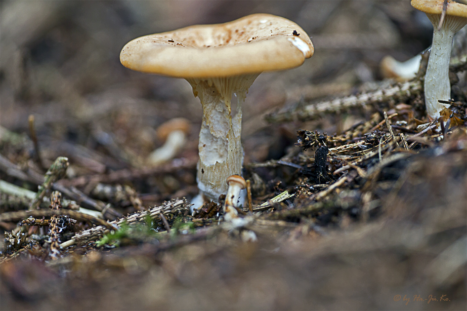 Groß & Klein... Foto & Bild pflanzen, pilze & flechten, pilze