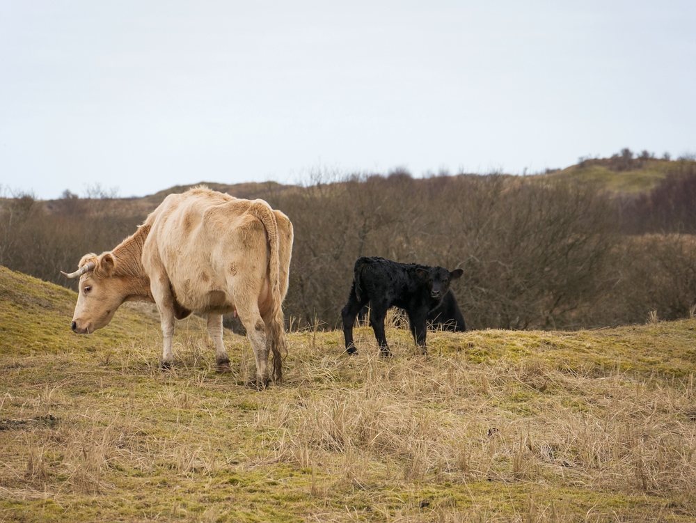 groß & klein Foto & Bild tiere Bilder auf
