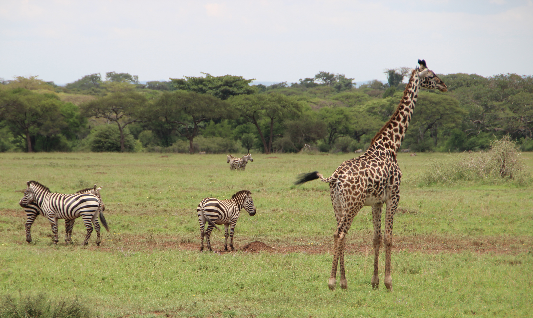 Groß & Klein - Giraffe mit Zebras
