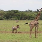 Groß & Klein - Giraffe mit Zebras