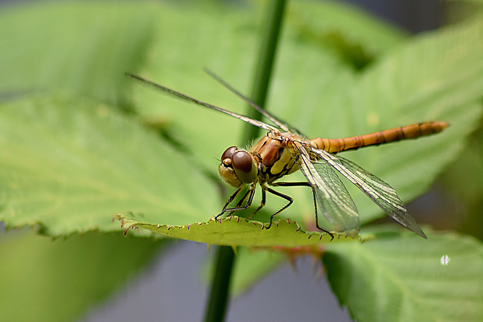 Groß Libelle