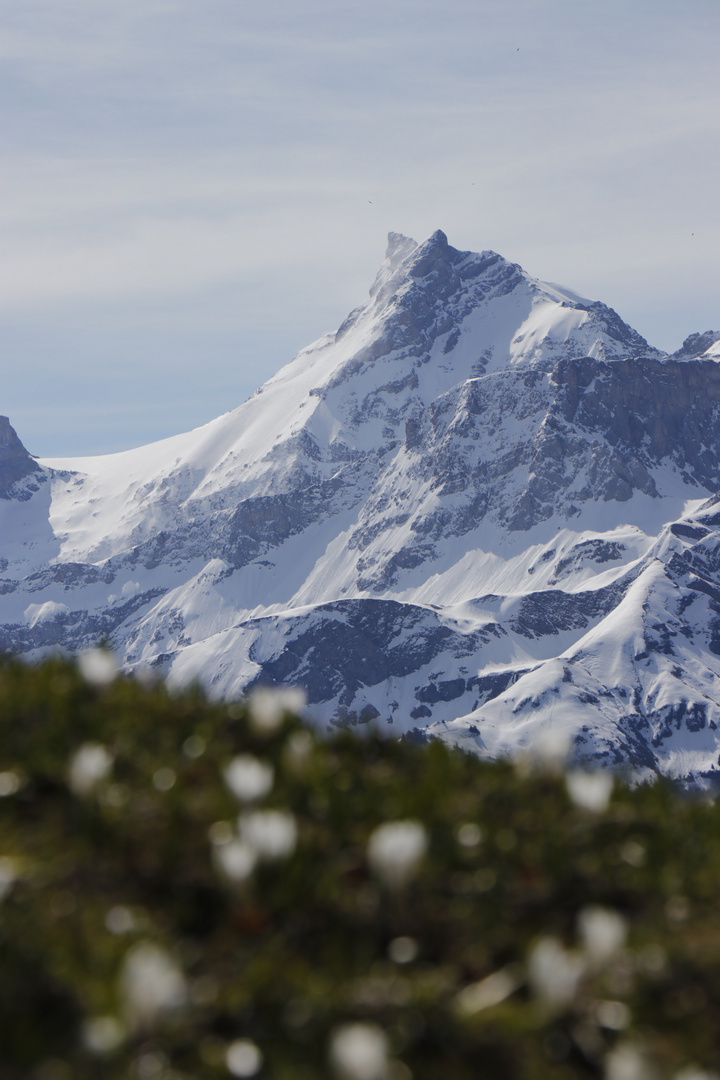 Gross Schärhorn 