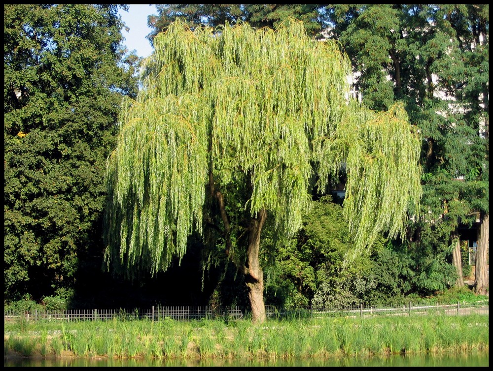 groß und grün