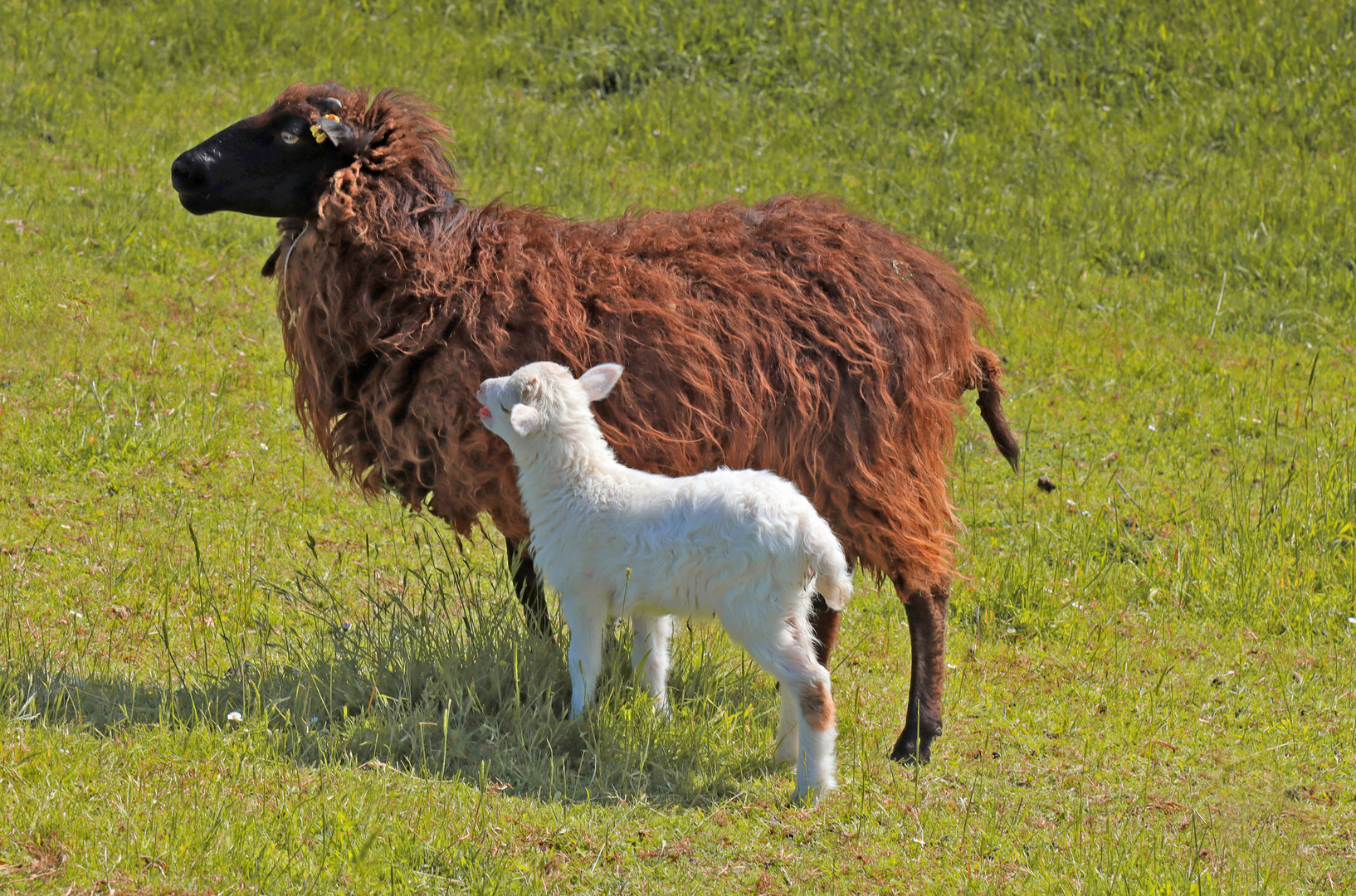 Groß und klein