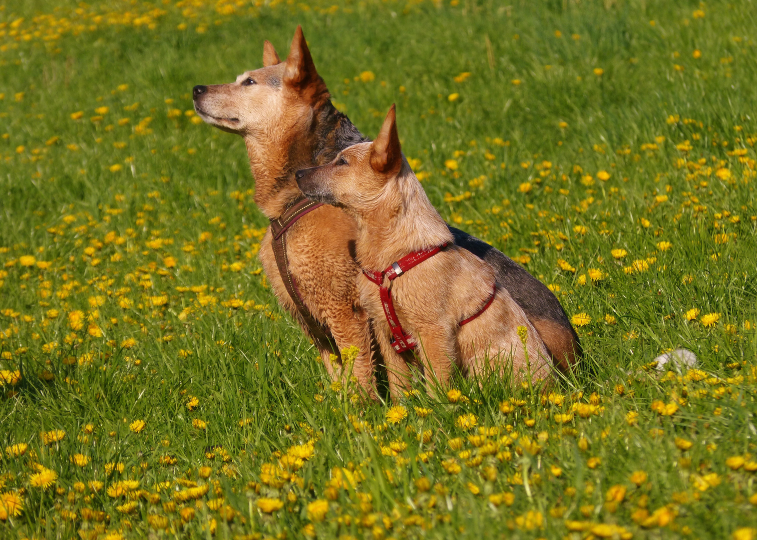 Groß und Klein auf der Wiese.