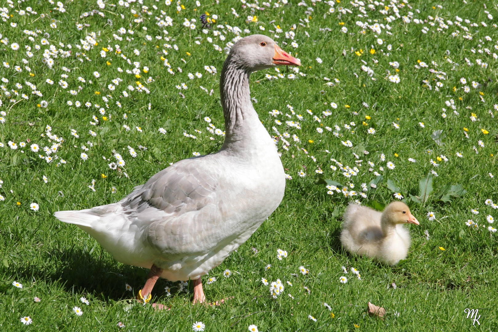 Groß und Klein