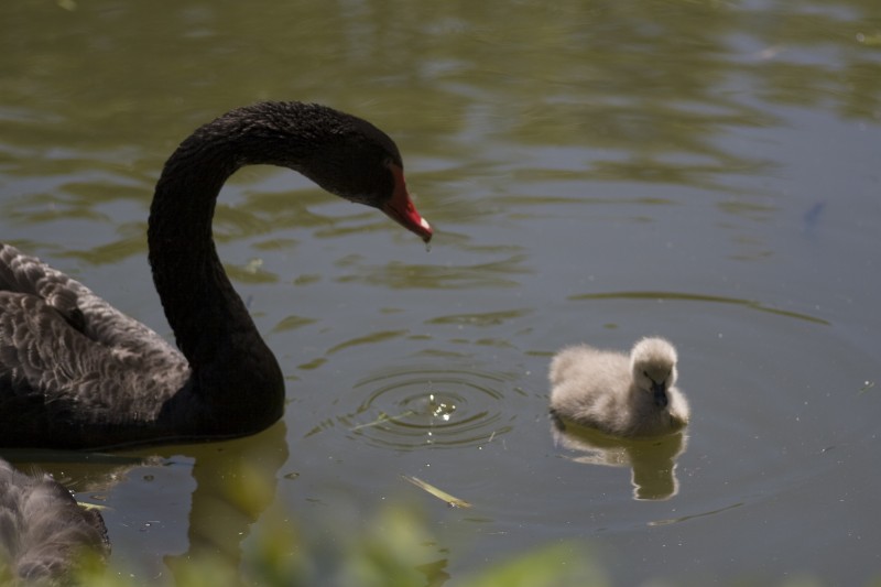 groß und klein