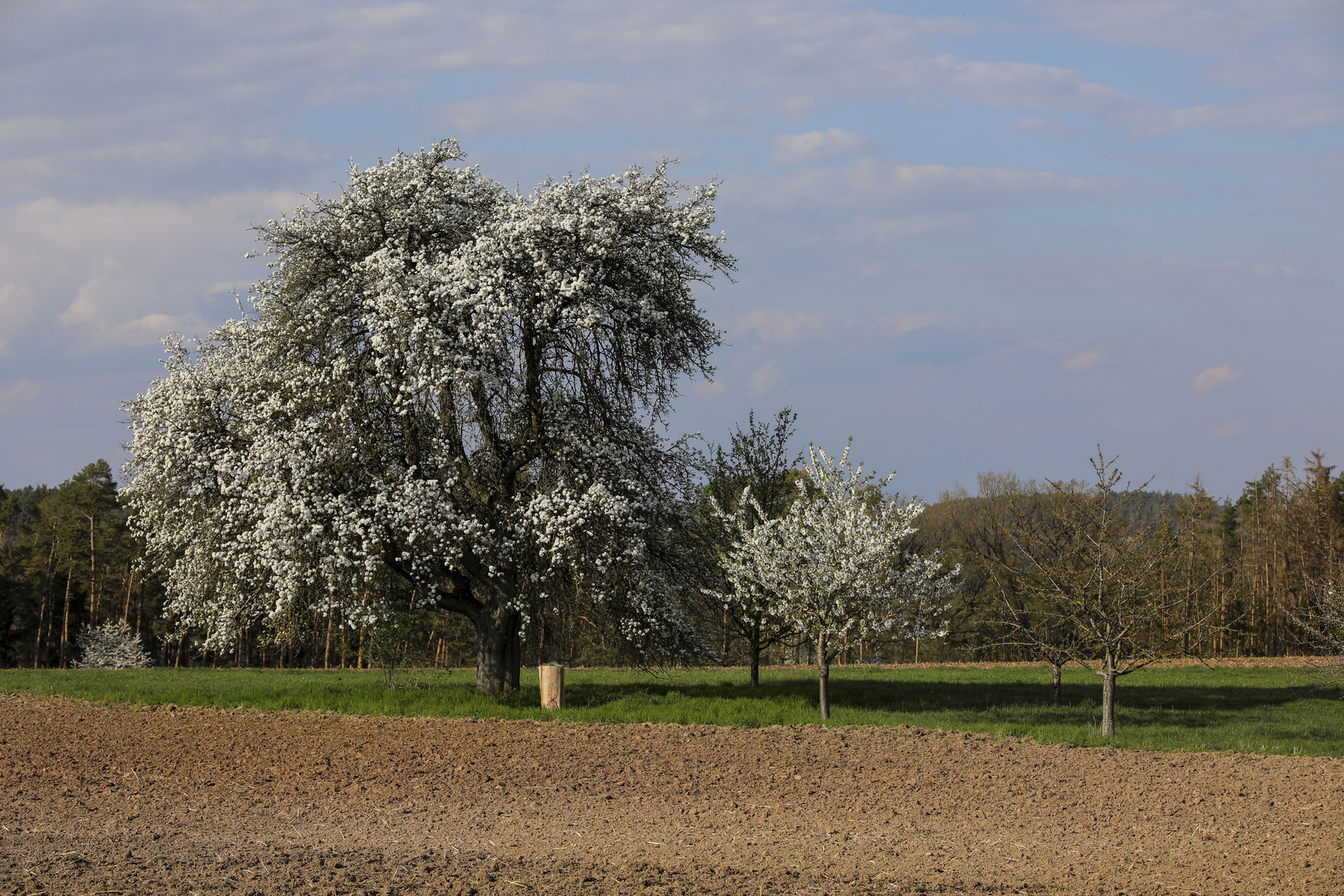 Groß und klein in Blüte.