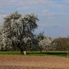 Groß und klein in Blüte.