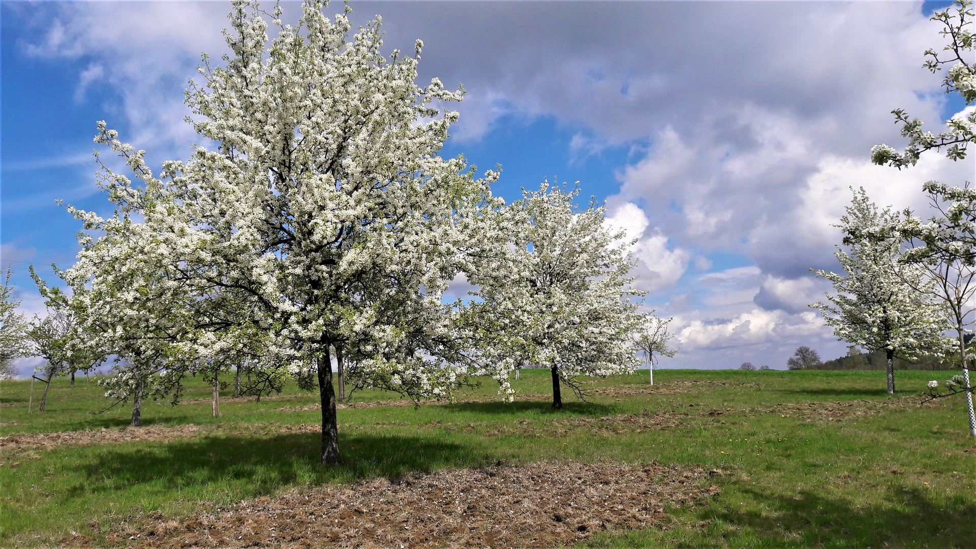 Groß und klein  in voller Blüte