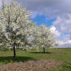 Groß und klein  in voller Blüte