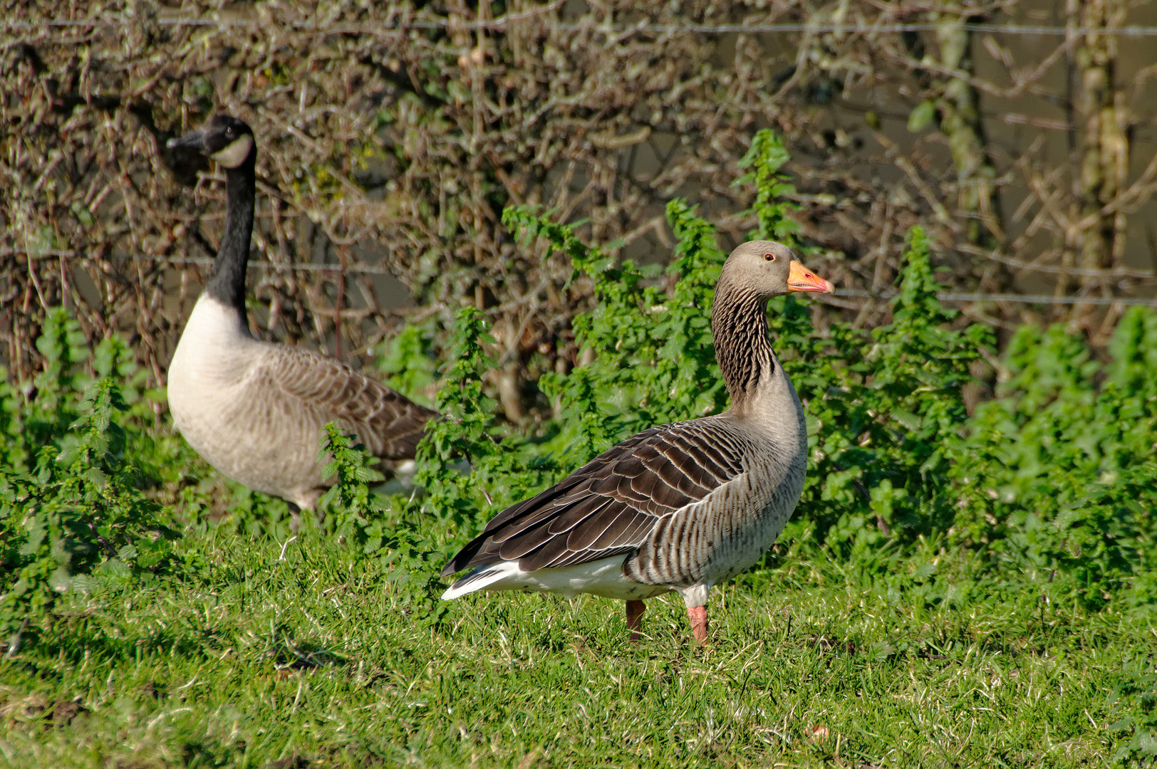 Groß und schön