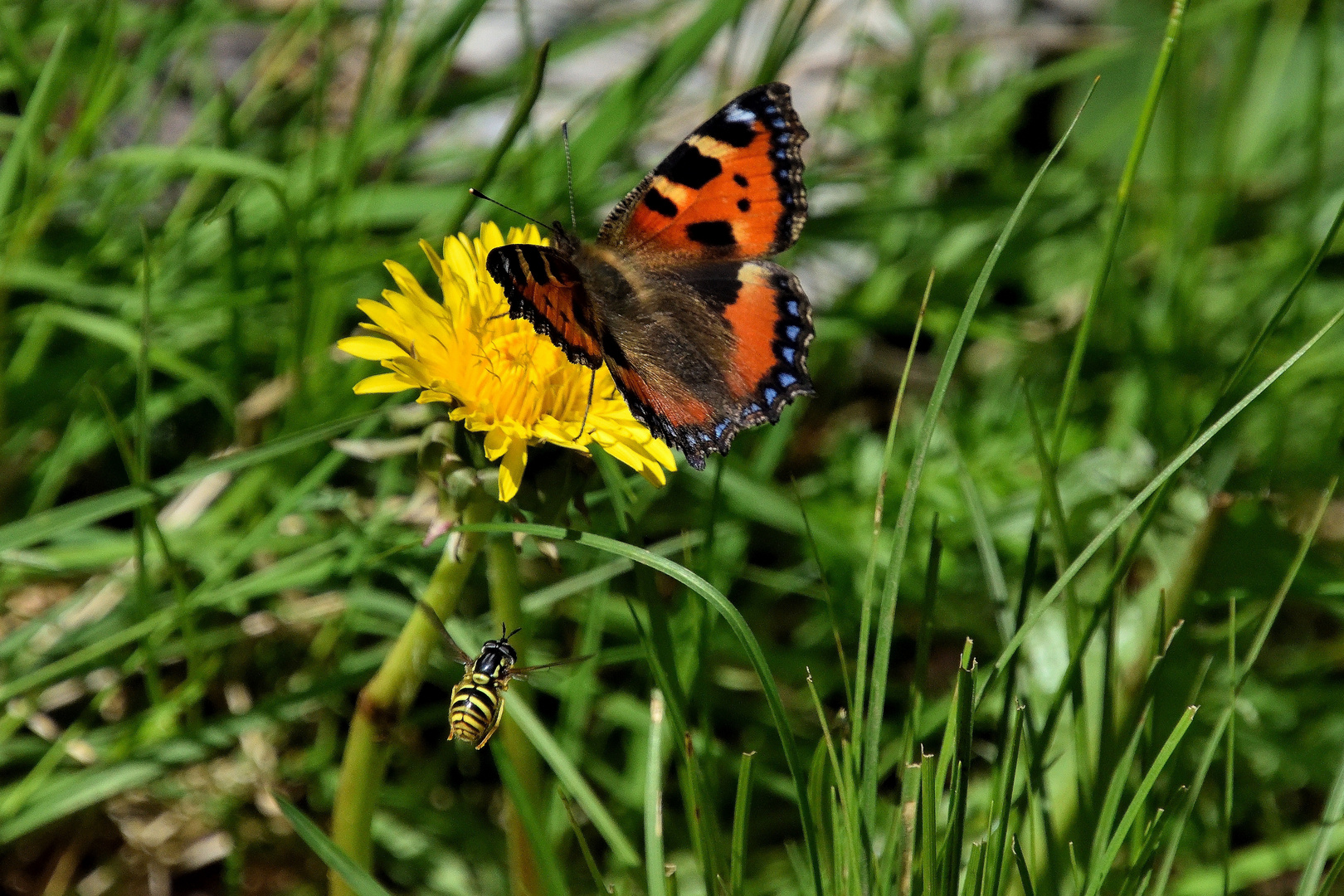 Groß vor Klein