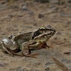 groß war er noch nicht, der Grasfrosch.